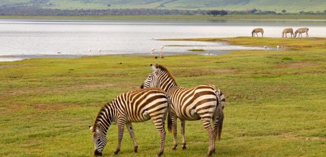 Ngorongoro Crater