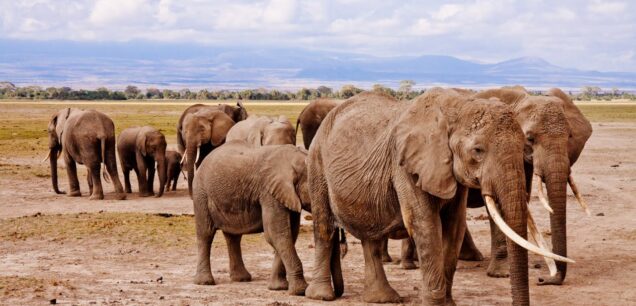 Serengeti