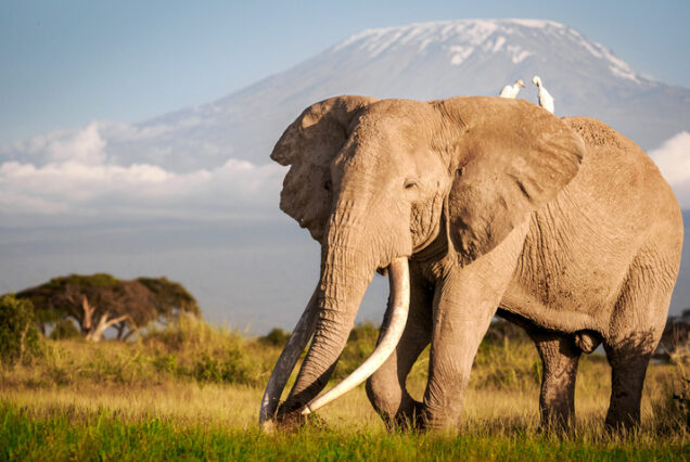 5 Days Kenya Budget Safari