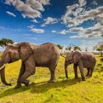 Kenya safari with Equus Budget Safaris. Kenya is one of the world’s top safari destinations