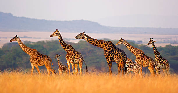 Kenya Joining Safari with Equus Budget Safaris