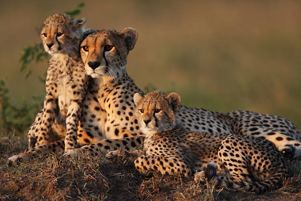 3 Days Maasai Mara Budget Safari